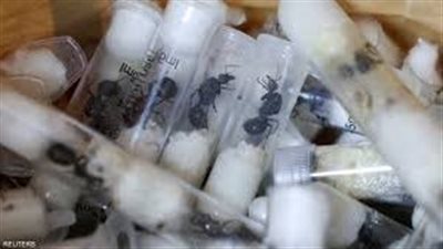 «تهريب النمل».. جريمة بيئية غريبة أمام القضاء البلجيكي