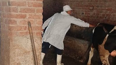 بيطري الإسماعيلية يواصل حملاته للتوعية والتحصين لحماية الثروة الحيوانية