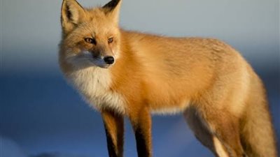 تسبب في ذعر المواطنين.. ضبط ثعلب داخل مركز لعلاج الإدمان بجامعة الزقازيق 