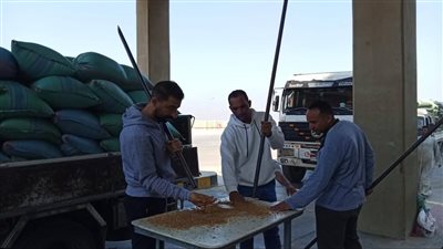 خير بلدنا.. محافظة المنيا تستقبل 16 ألف طن قمح في بداية موسم الحصاد 2025