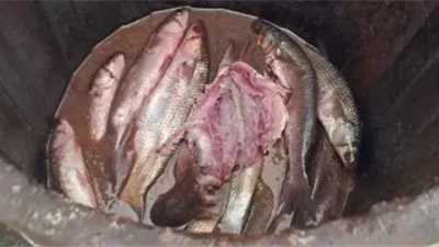 قبل شم النسيم.. ضبط 250 كيلو فسيخ ورنجة فاسدة في كفر الشيخ 