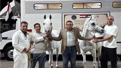 بعد 18 عاما من التوقف.. تصدير شحنة خيول مصرية إلي العراق