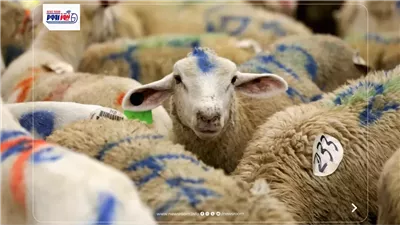 بغرامات 5 آلاف جنيه.. حظر نقل وحفظ جلود الأضاحي دون تصريح بالجيزة