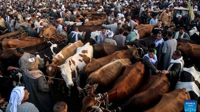 نقيب الفلاحين: بعض العجول تصل إلى 200 ألف جنيه لكنها حالات استثنائية|خاص