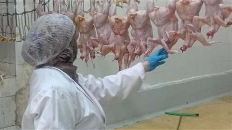 مجازر محافظة الجيزة