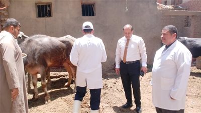 تحصين 55 ألف رأس ماشية ضد الحمى القلاعية والوادي المتصدع بالدقهلية