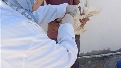 سحب عينات ما قبل البيع من مزارع الدواجن بالسويس للتأكد من خلوها من الإنفلونزا 