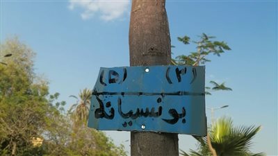 للحفاظ عليها وحمايتها.. بدء منظومة تكويد وترقيم الأشجار في أشمون بالمنوفية
