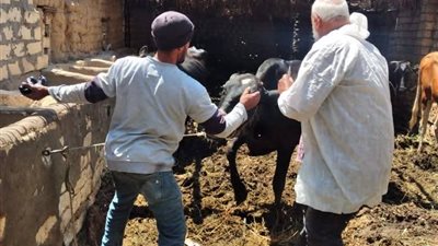بيطري السويس يواصل تحصين الماشية والتقصي الوبائي بقرية المشروع