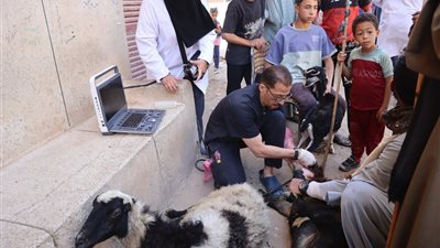محافظ أسيوط: علاج 4,118 رأس ماشية مجانًا خلال أسبوع 