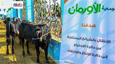2000 عجل بلدى ومليون كيلو لحوم من الأورمان فى محافظات الجمهورية المختلفة