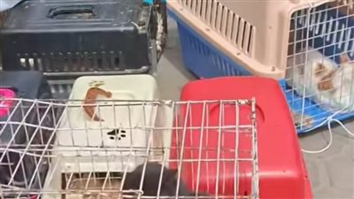 حبس 3 أشهرلصاحب  شلتر قطط