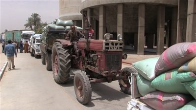 نجاح توريد 136 ألف طن قمح بسوهاج واستبعاد الكميات غير المطابقة للمواصفات