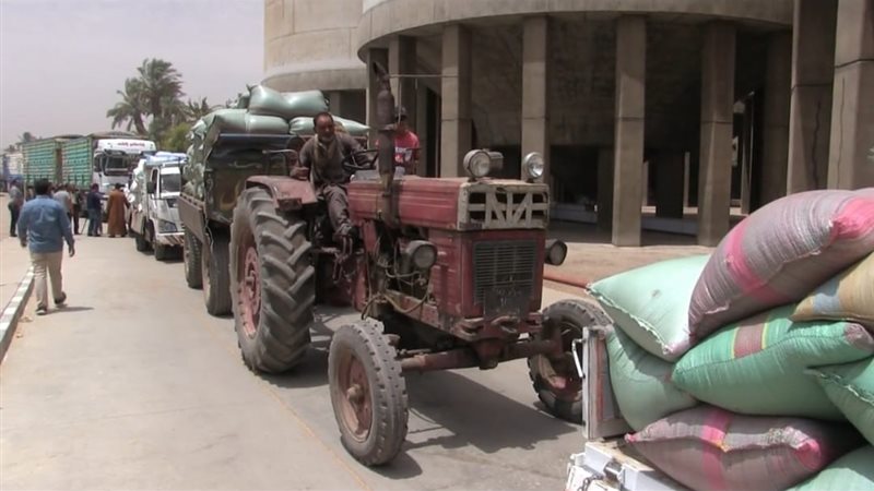 القمح بسوهاج 