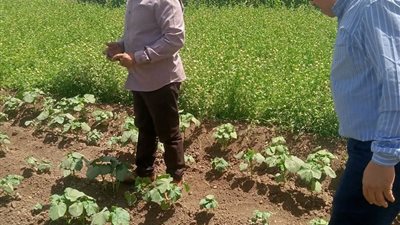 لرصد دودة الحشد الخريفي.. قيادات زراعة سوهاج في الحقول لمتابعة محصول الذرة 