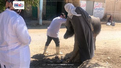 تحصين 111270 رأس ماشية ضد أمراض الحمى القلاعية والوادي المتصدع والجلد العقدي 