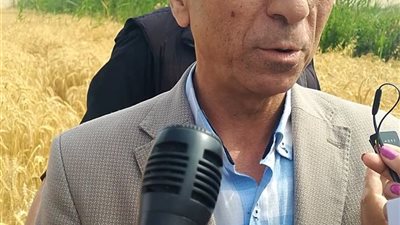 وكيل زراعة الإسكندرية: إنتاجية القمح ارتفعت إلى 18 أردبًا للفدان بعام 2026 