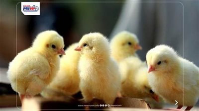 أسعار الكتاكيت اليوم.. تعرف على سعر الكتكوت الأبيض والساسو