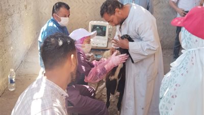محافظ أسيوط: تسليم 216 رأس أغنام وماعز لـ100 أسرة منتجة بالفتح ومنفلوط