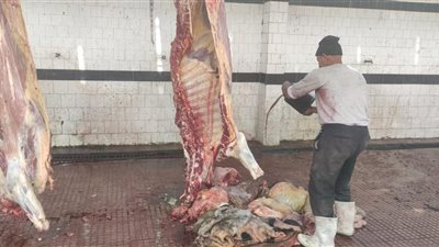 إعدام عجل مصاب بالسل الحبيبي وربع بقري داخل مجزر فارسكور بدمياط