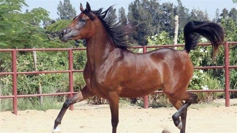 خيل