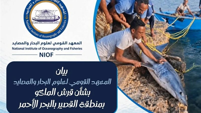 صيد قرش الماكو