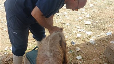 الطب البيطري بالسويس يواصل متابعة أسواق الحيوانات الحية بسوق قرية الألبان