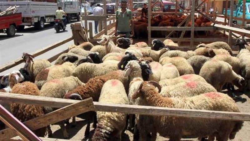 إقامة الشوادر
