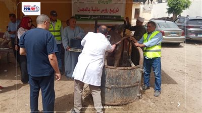 استعدادًا لعيد الأضحي.. توزيع 14 رأس ماشية للأسر الأولى بالرعاية بالمنيا 