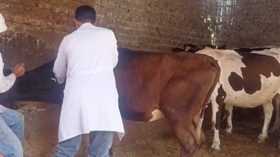 تحصين 244 ألف رأس ماشية بالغربية ضمن الحملة القومية لمواجهة الحمى القلاعية 