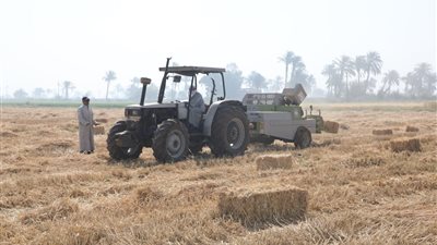أرض الخير.. 240338 ألف طن قمح تم توريدها لصوامع وشون بنى سويف منذ بدء الموسم 