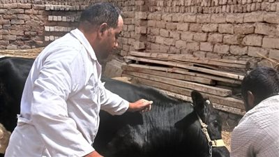 تحصين 47 ألف رأس ماشية خلال 4 أسابيع من الحمى القلاعية والوادي المتصدع