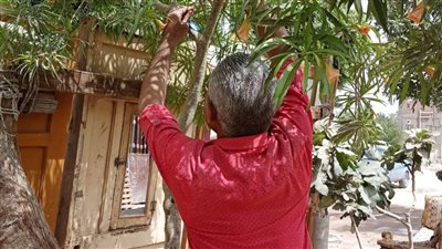 محافظ أسيوط: استمرار تركيب الأكواد التعريفية لأشجار مبادرة 100 مليون شجرة