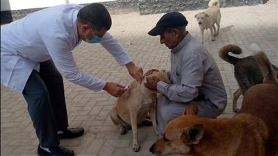 محافظ الدقهلية يتابع جهود الطب البيطري لتحصين الكلاب الضالة ضد مرض السعار