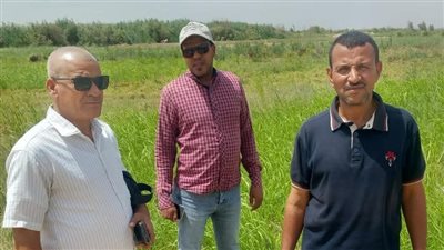 محافظة سوهاج تنفي زراعة خضروات بمياه الصرف الصحي بأخميم