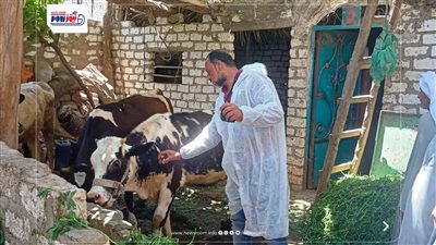 تحصين 89 ألف رأس ماشية بالمنيا ضد الحمى القلاعية والوادي المتصدع