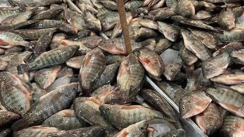 سوق السمك بدمياط