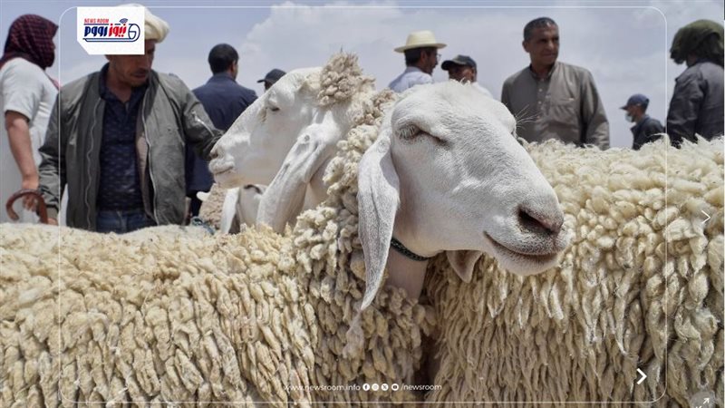 أسعار الأضاحي واللحوم