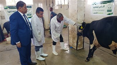 ذبح 40 عجلًا بالمجان بمجازر الأقصر وتوزيع اللحوم على 8 آلاف أسرة مستحقة