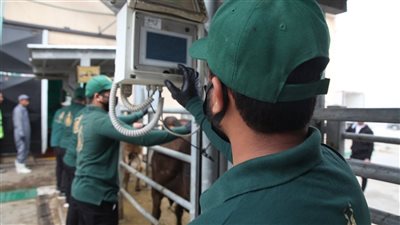 حملة صك الأضحية.. بيت الزكاة والصدقات يبدأ ذبح الأضاحي وتوزيع الصكوك