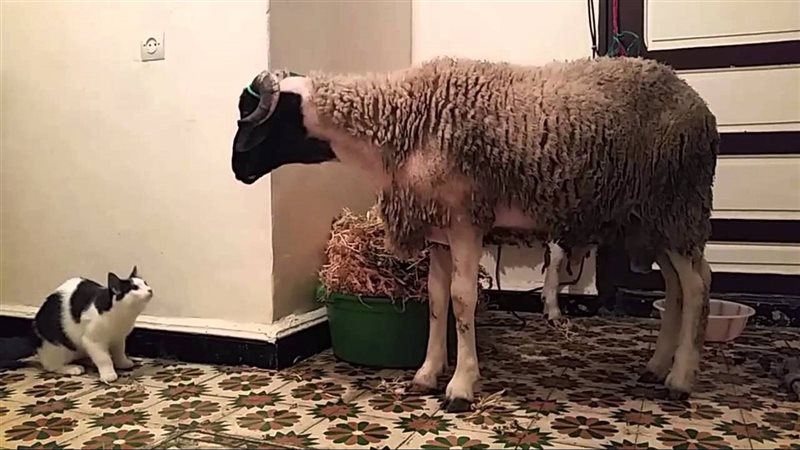 صورة موضوعية 