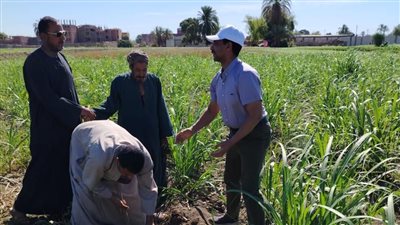 الزراعة تواصل دعم المزارعين وصرف الأسمدة في المحافظات خلال إجازة العيد