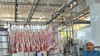 لليوم الثاني.. الأوقاف تواصل تنفيذ مشروع صكوك الأضاحي بالمجازر المعتمدة