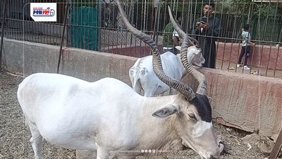 إقبال ضعيف من المواطنين على حديقة حيوان الفيوم في ثاني أيام العيد