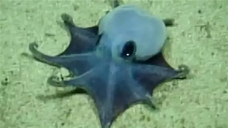 صورة موضوعية