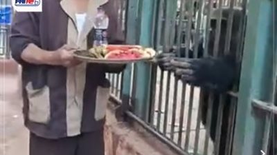تفاح وأناناس وبطيخ وبرتقال.. وجبة عشاء الشمبانزي