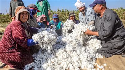 وزارة الزراعة الأمريكية: زيادة 25% في مساحات القطن المصري بدعم الطلب العالمي