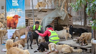 مصر الخير: توجيه جزء من عظام الأضاحي لدعم جمعيات الرفق بالحيوان