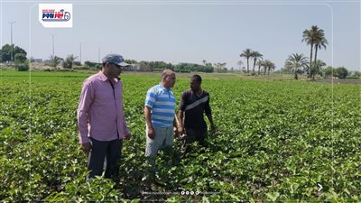 زراعة الفيوم تواصل المرورالميداني على حقول القطن لمتابعة تحميل السمسم 