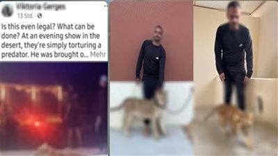 هدفي تحقيق أرباح مادية.. النيابة تحقق مع منظم عروض الأسود بشرم الشيخ